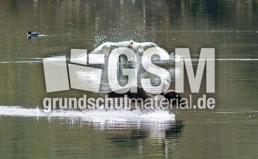 Höckerschwan (3 von 11).jpg